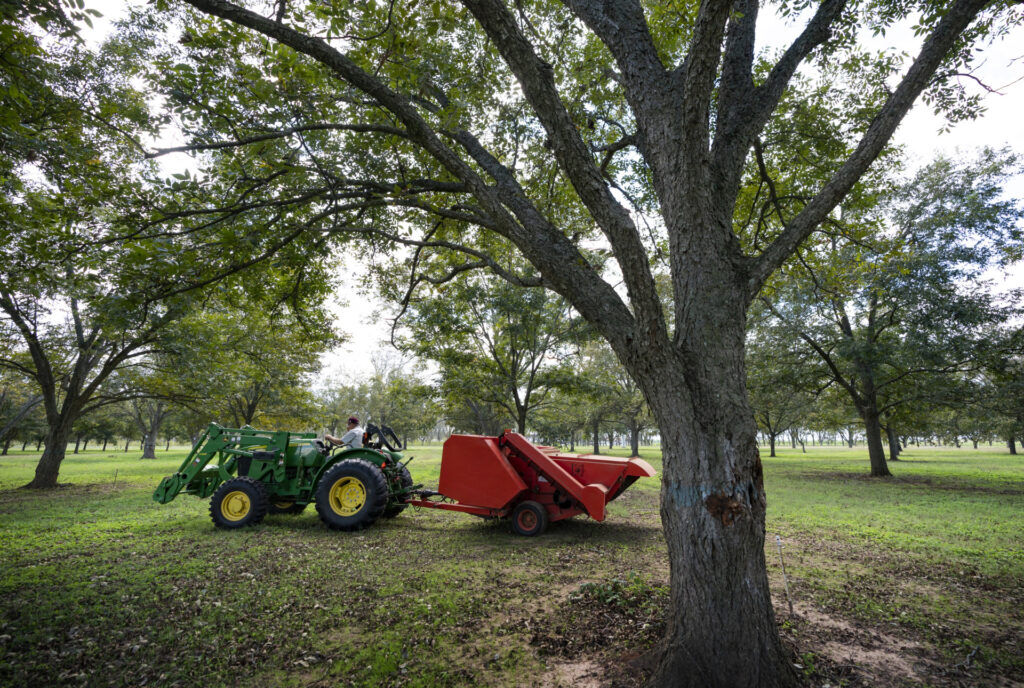 Pay close attention to early pecan harvest