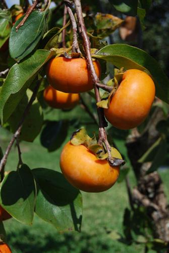 SKIP RICHTER: Persimmons