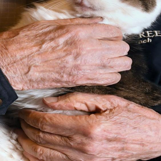 Cc World S First Cloned Cat Turns 18 Years Old Local News