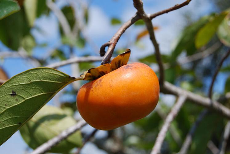 SKIP RICHTER: Persimmons
