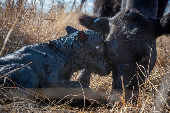 Stock up on colostrum before spring calving season