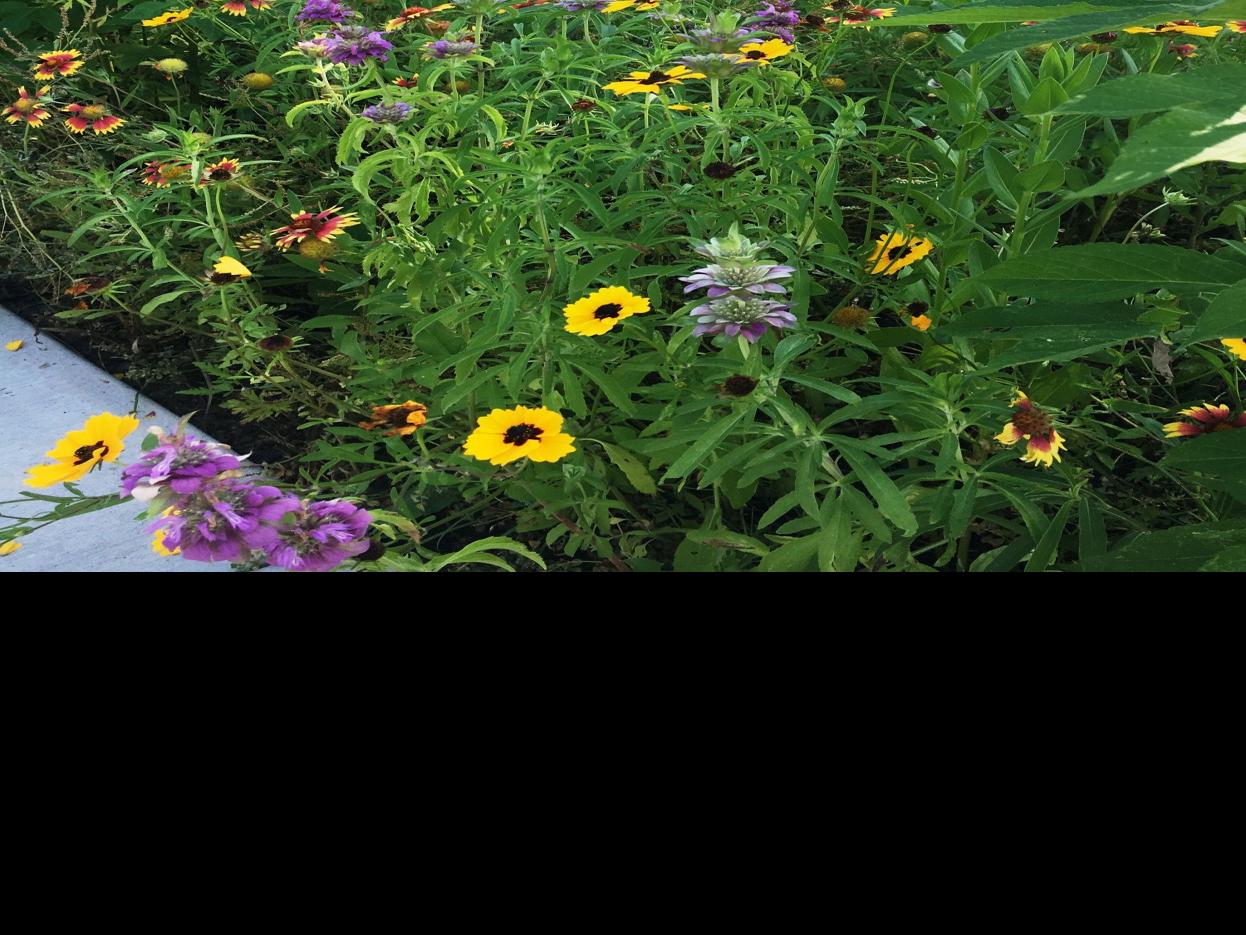 Garden Sense Autumn Is Prime Time For Planting In Central Texas Theeagle Com