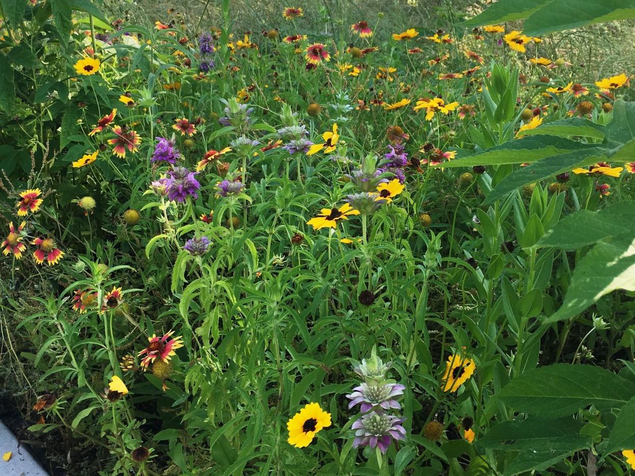 pics What Vegetables To Plant In August In Texas planting in central texas