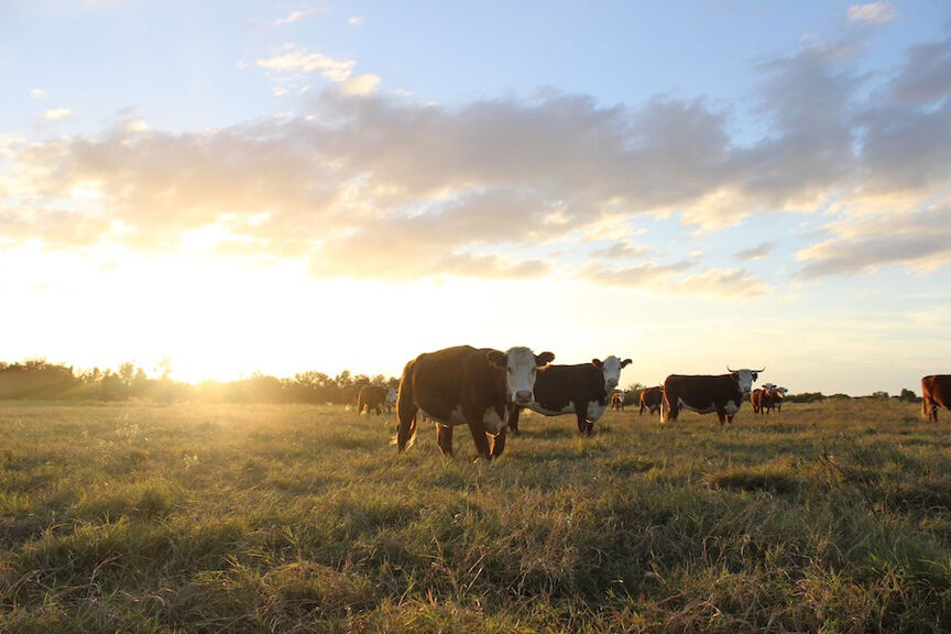 Beef prices