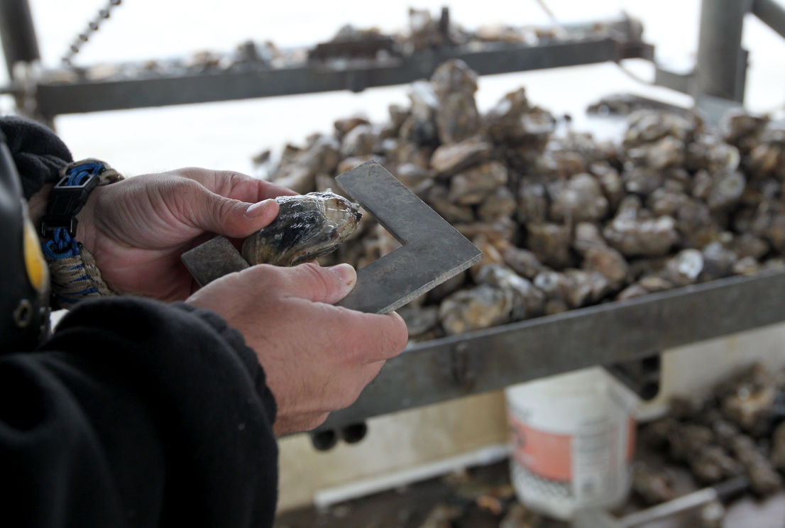 Galveston Bay areas to close for oyster harvesting