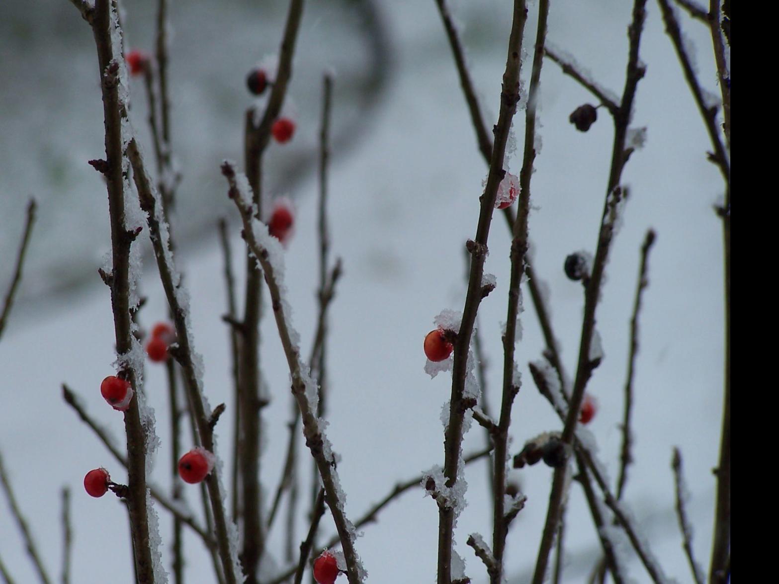 Garden Sense Protect Plants Ahead Of Time For Freezing Forecasts