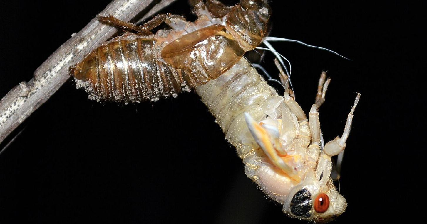 10 must-know facts about cicadas heading into the invasion - Vimarsana News