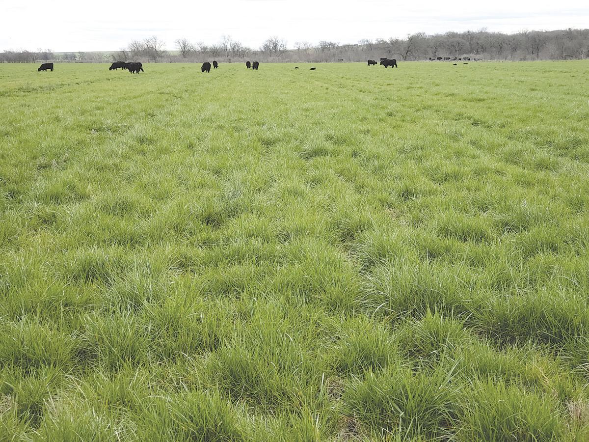 Tall fescue, a coolseason perennial, moves west of Interstate 35