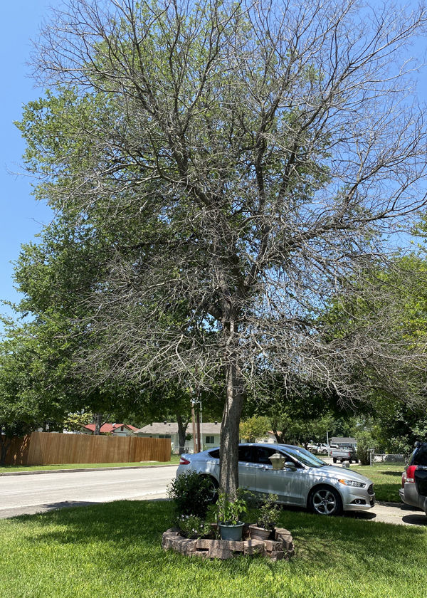 TEXAS GARDENING Summer should stop powdery mildew on lemon tree