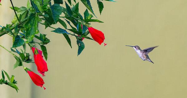 Ruby-throated hummingbird