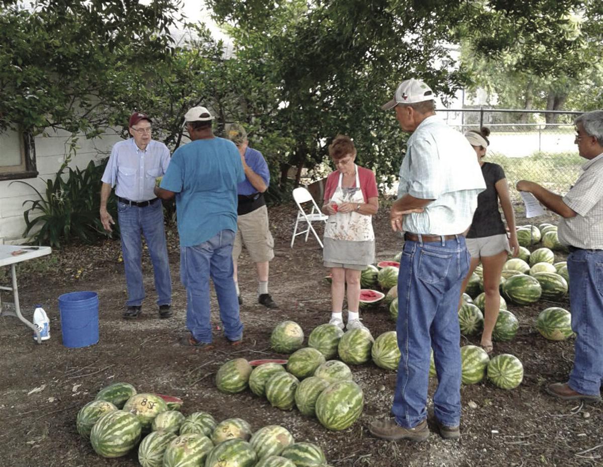 Watermelon trial provides useful information for Texas growers Land & Livestock Post