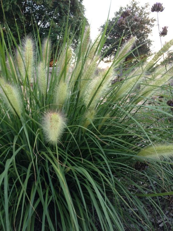 Ornamental Grasses Tolerate Drought Local News Theeagle Com