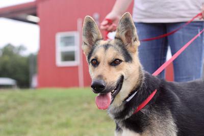 PET OF THE WEEK: Nava