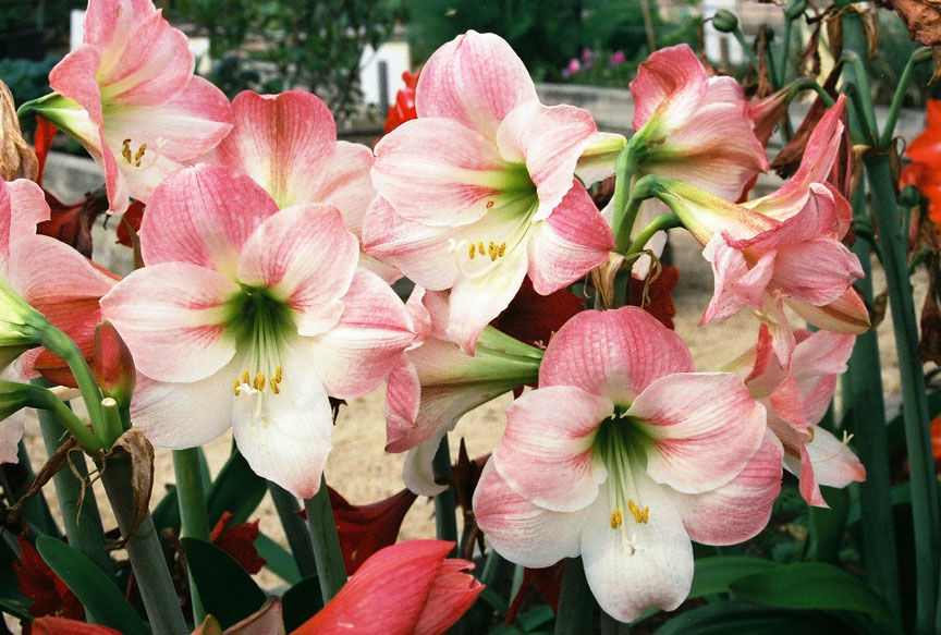 GARDEN SENSE: Tips on citrus, mistletoe and amaryllis ...