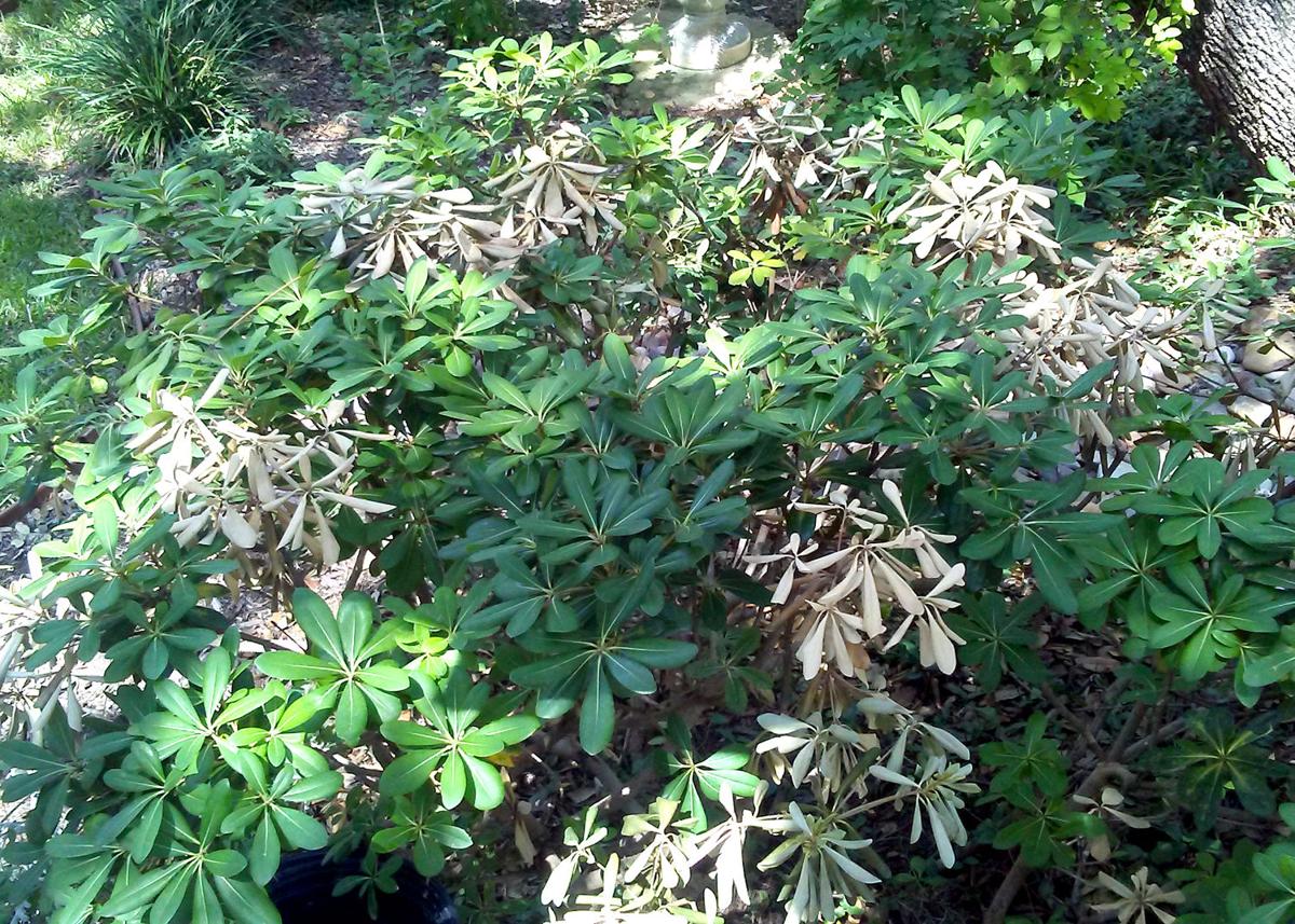 Texas Gardening Struggling Pittosporum Likely Got Too Dry Local News Theeagle Com