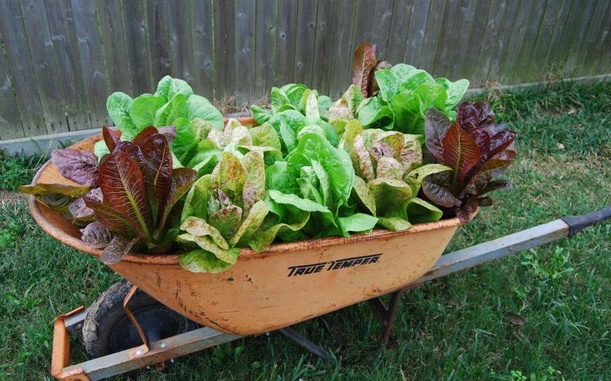 SKIP RICHTER: Cool season vegetables, wheelbarrow