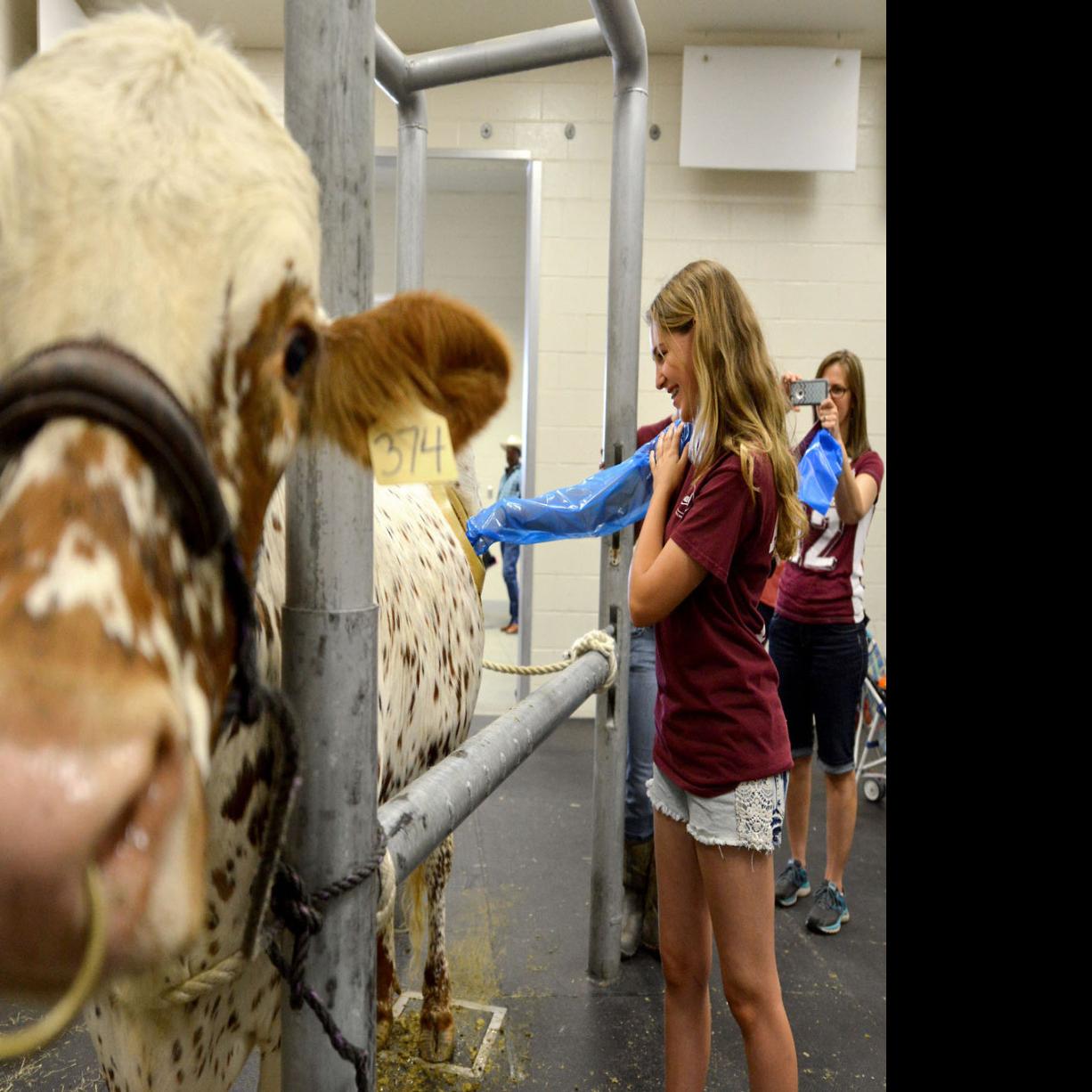 Texas A M Offers Insight Into World Of Veterinarians At Annual Vet