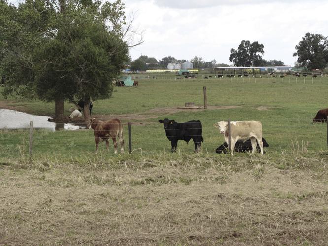 Making bale What is the value of a bale of hay?