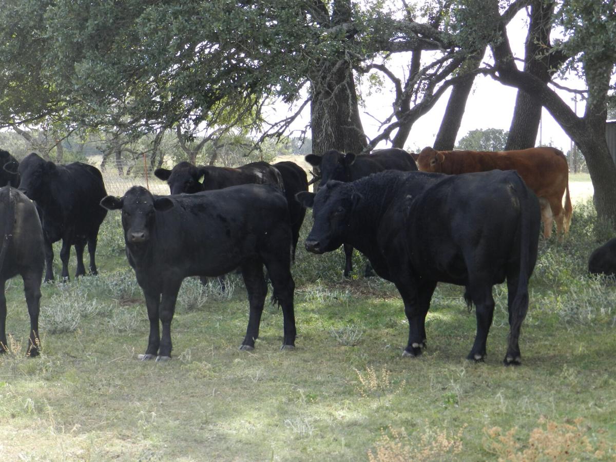 Consider downsizing cattle to maximize profit | Land ...