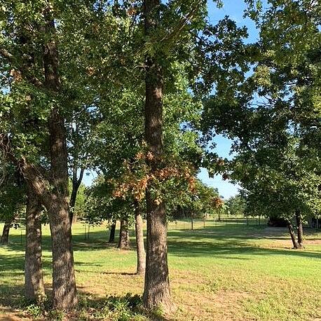 Neil Sperry column: Quirky post oaks are not fans of human intervention - Vimarsana News