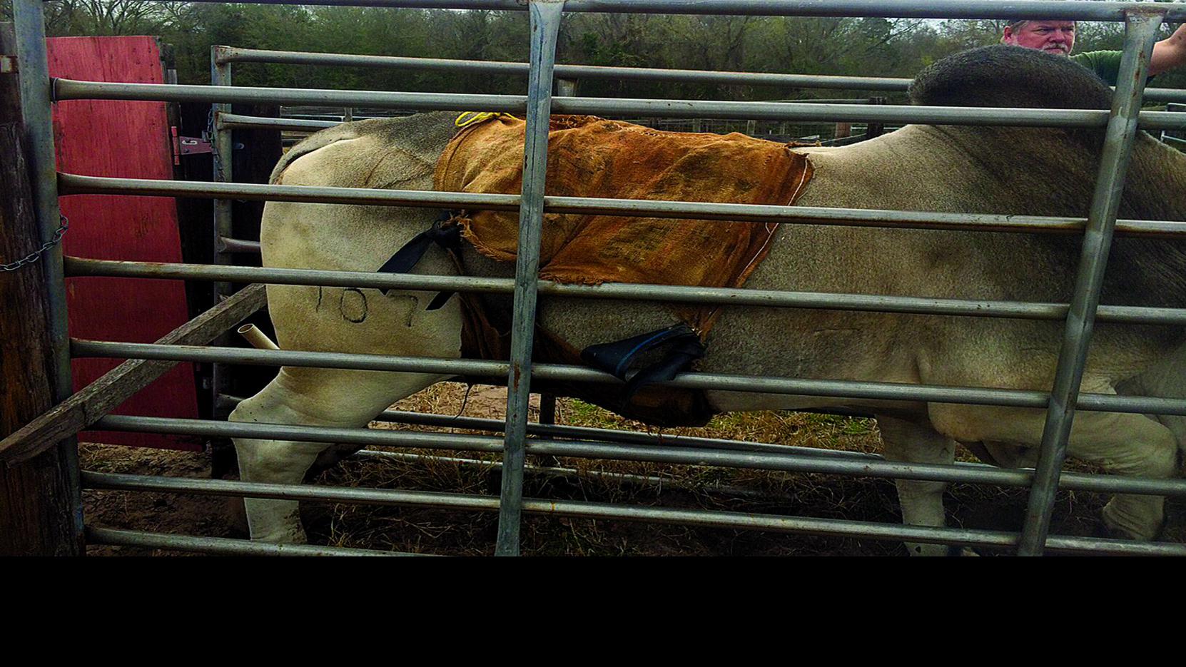 Vet S Voice Reasons To Keep Your Bulls Sfrom Lettin It Hang Out Land Livestock Post Theeagle Com