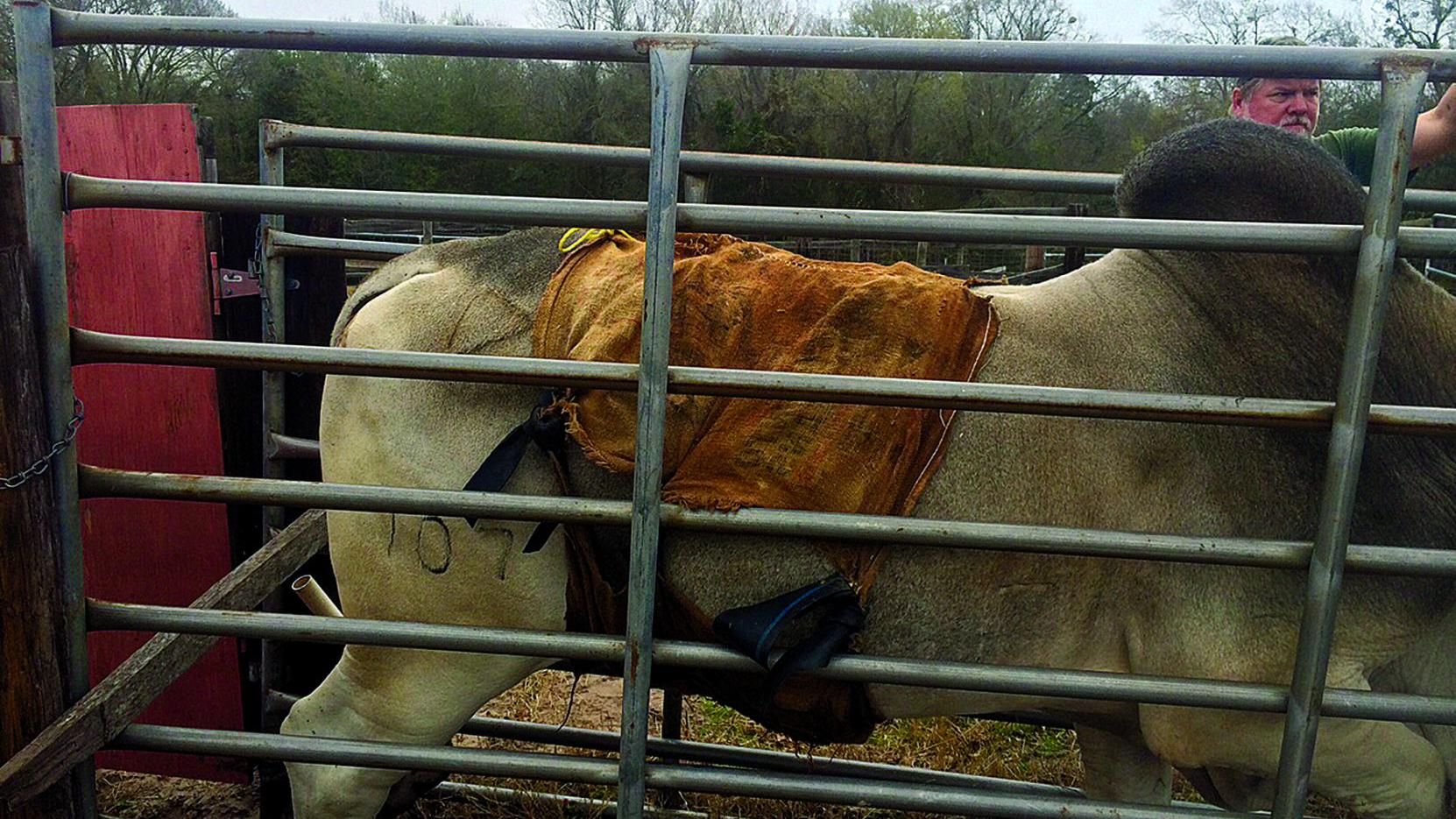 Vet S Voice Reasons To Keep Your Bulls Sfrom Lettin It Hang Out Land Livestock Post Theeagle Com