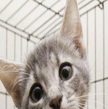 Aggieland Humane Society Oversees Animals Care And Hopefully