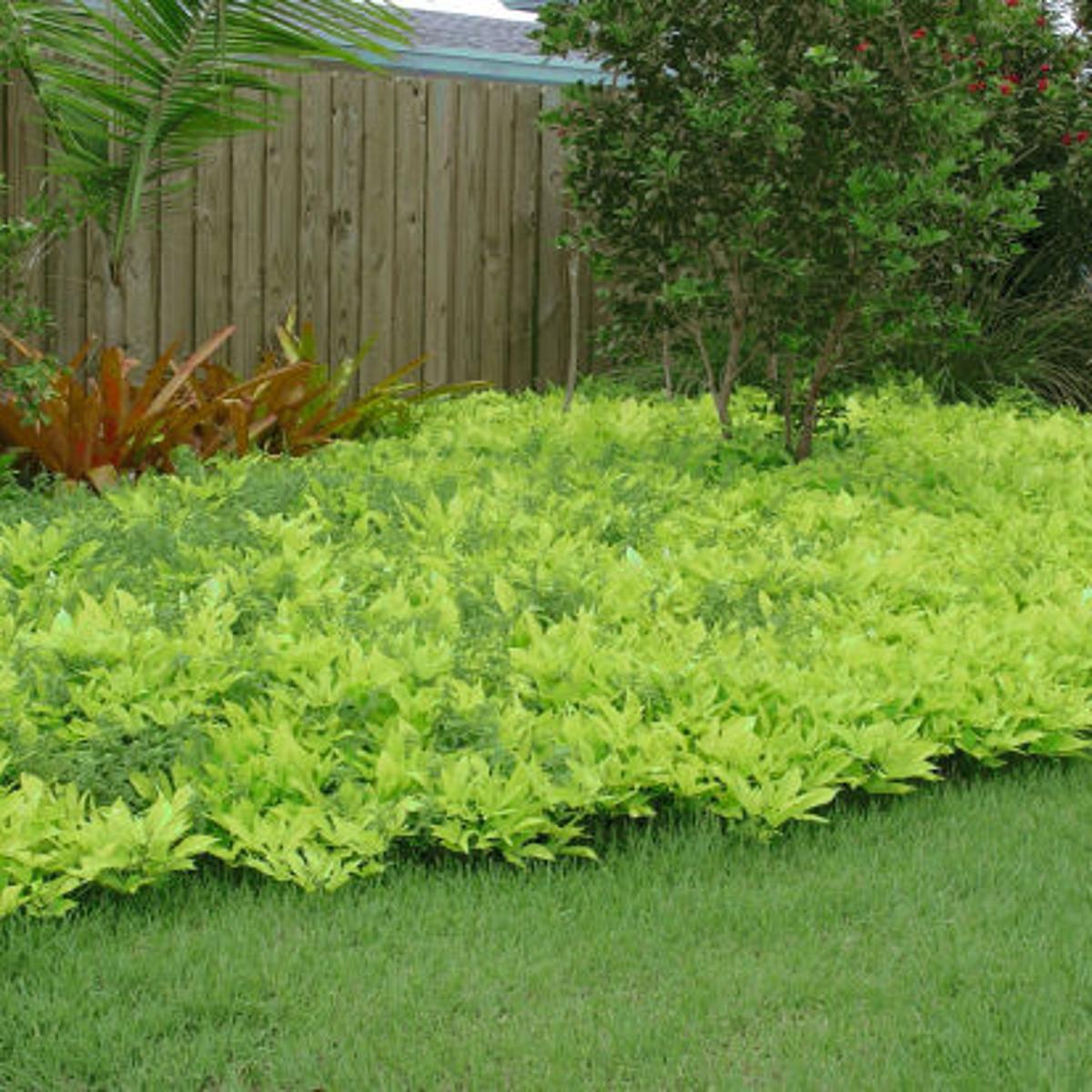 Don T Rip Up Sweet Potato Vines Just Yet Botany Theeagle Com Don T Rip Up Sweet Potato Vines Just Yet Botany Theeagle Com