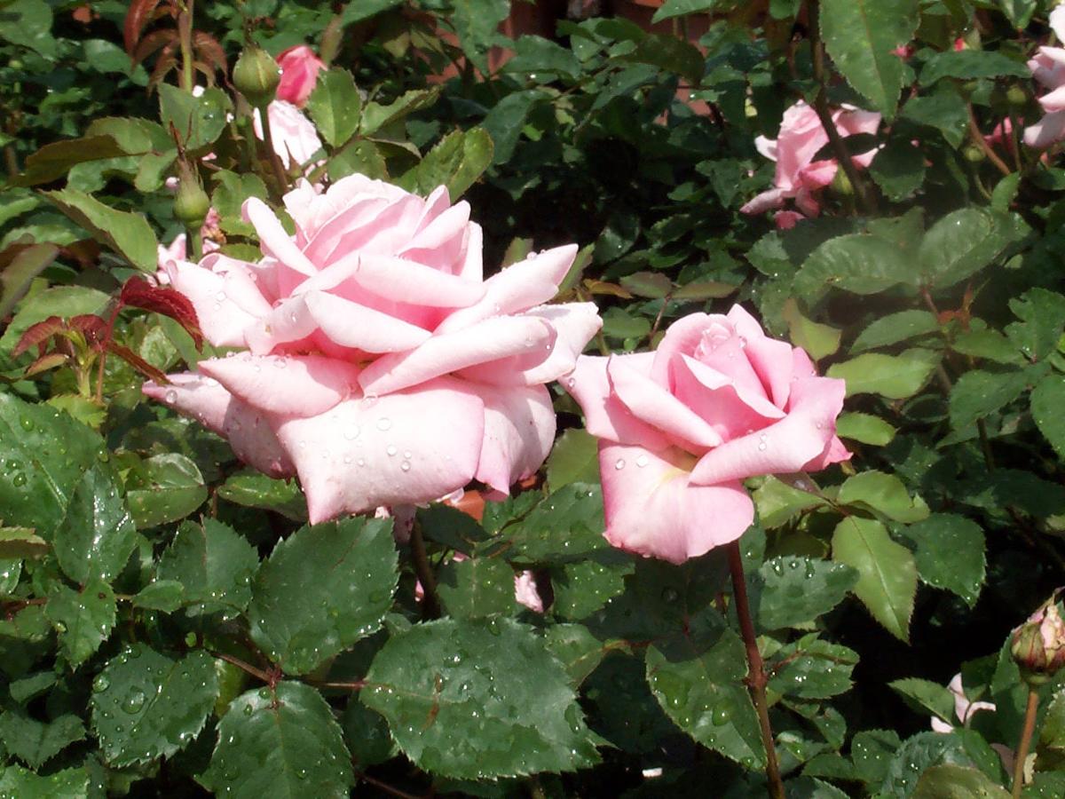 Skip Richter Roses May Look Dainty But These Won T Need Pampering Brazos Life Theeagle Com