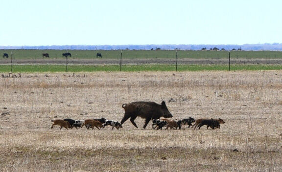 Wild pigs