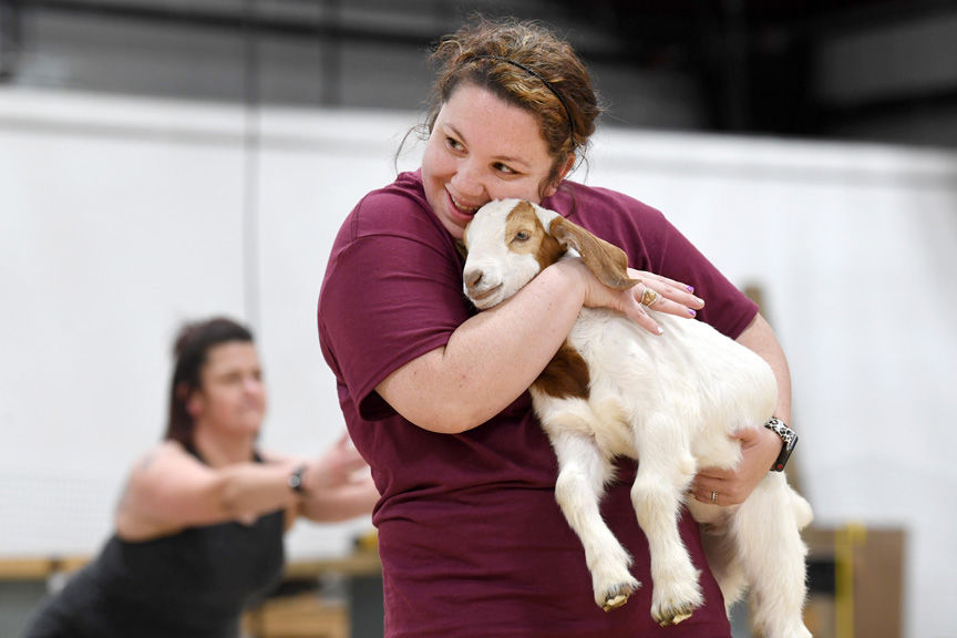 Goat Yoga