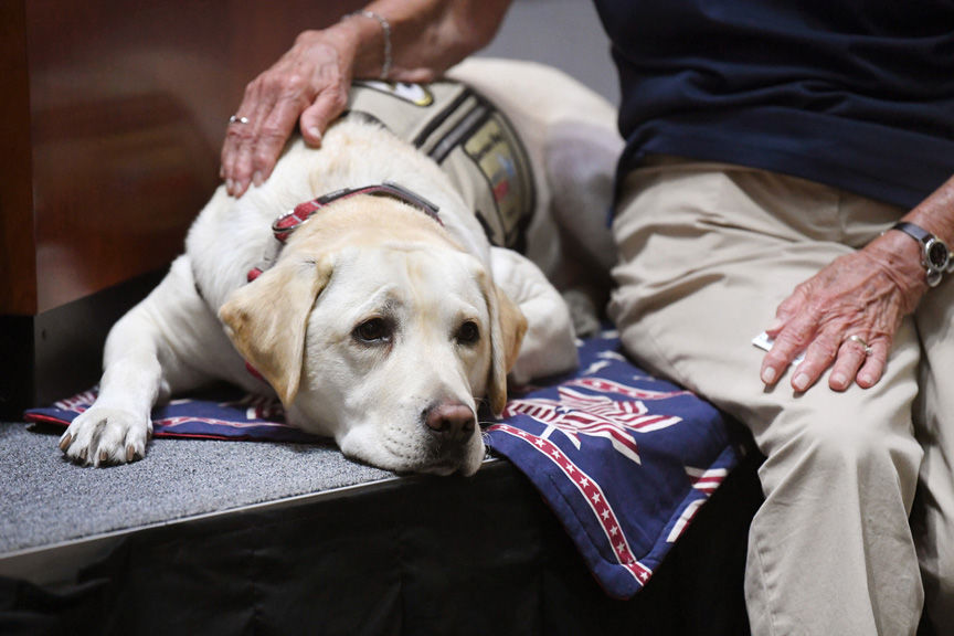 Statue Of Sully Bush S Service Dog Unveiled At Presidential Museum Local News Theeagle Com