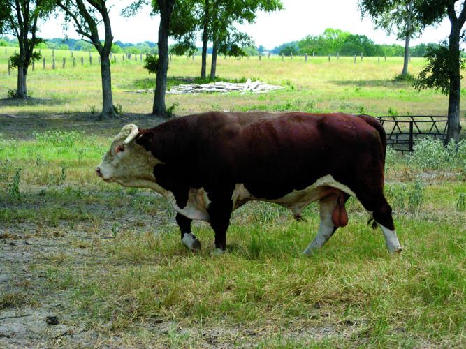 Safety first Biosecurity is important for a beef cattle operation