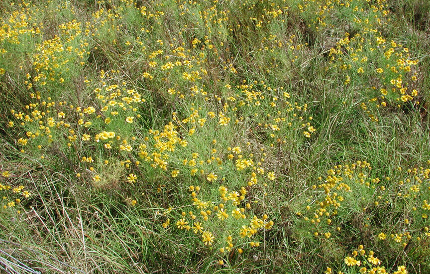 Pesticide applicator program