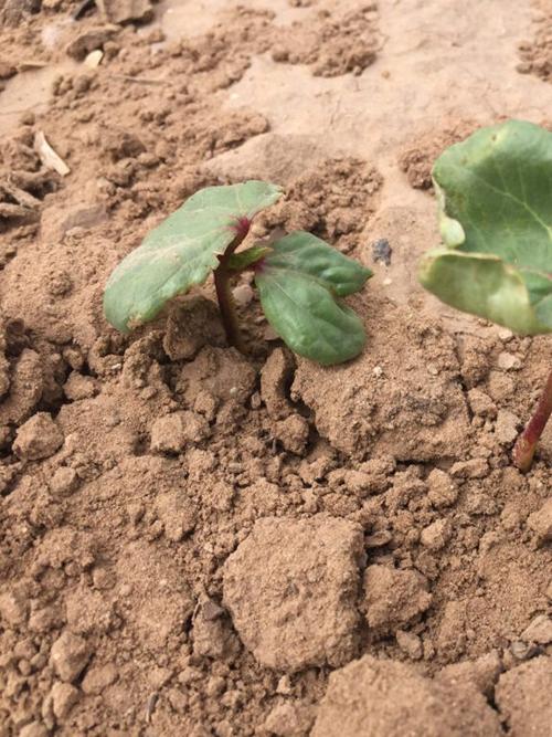 Cotton fertilizers