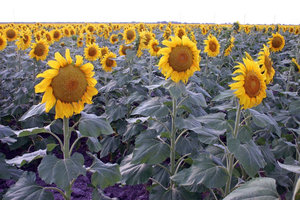 Sunflowers