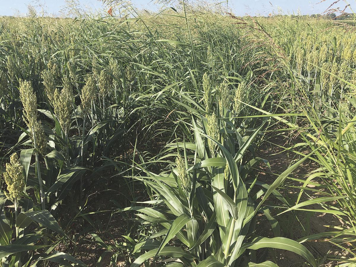 Outcrossing between johnsongrass, sorghum studied