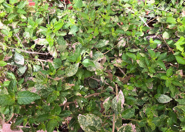 TEXAS GARDENING: Lantana lacebugs