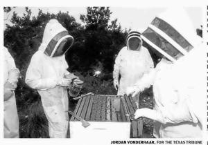 Tax breaks vault Texas to No. 1 bee state