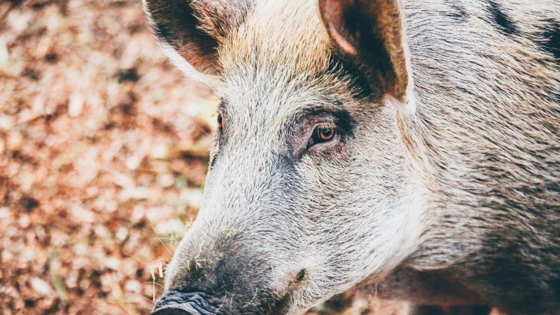 Startling statistics everyone needs to know about wild pigs - Bryan-College Station Eagle