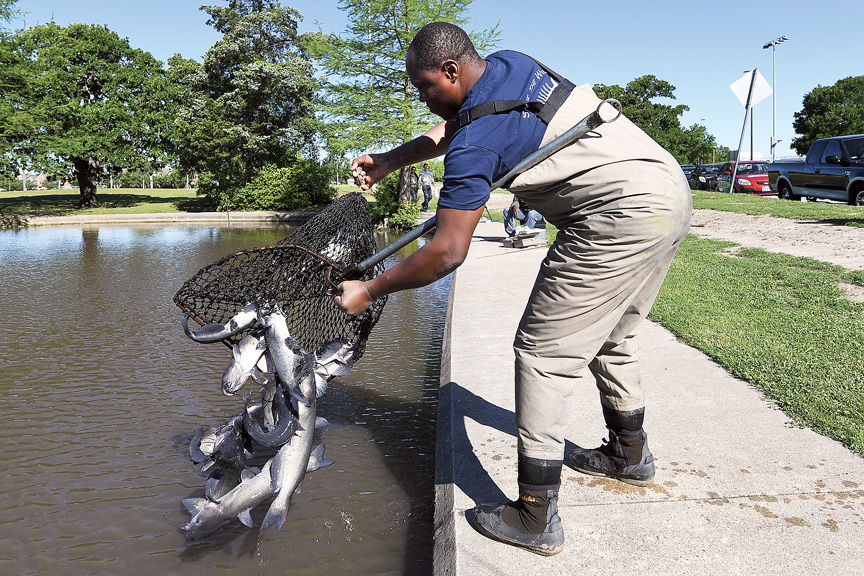 Stocking fish at Central Park
