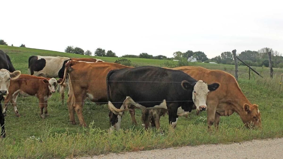 Crossbreeding helps meet consumer demand