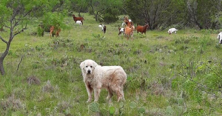 Fall Livestock Guardian Dog field day set Oct. 21 in Hamilton