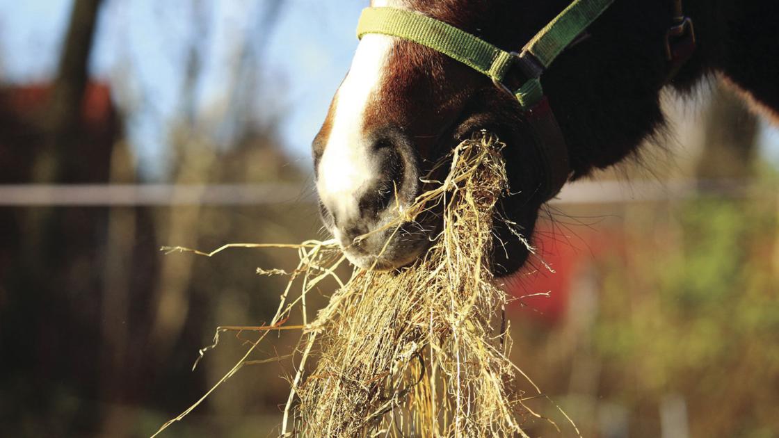 How To Select The Right Roughage For Your Horse Land Livestock