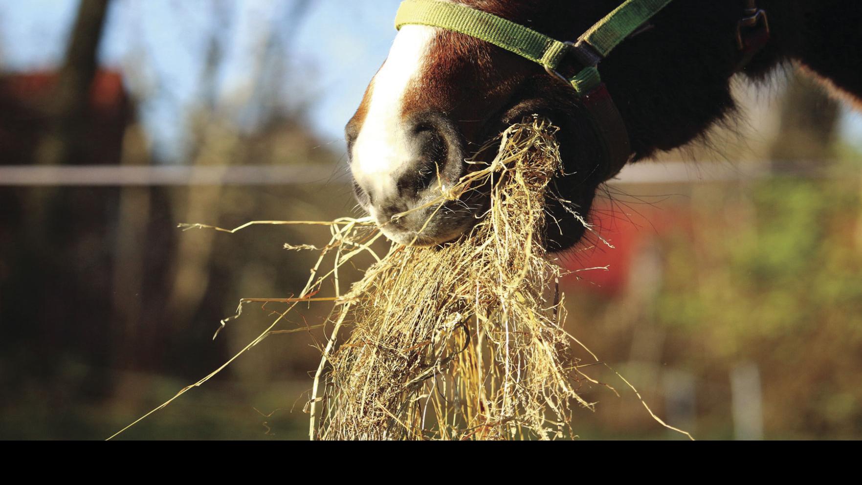 How To Select The Right Roughage For Your Horse Land Livestock Post Theeagle Com
