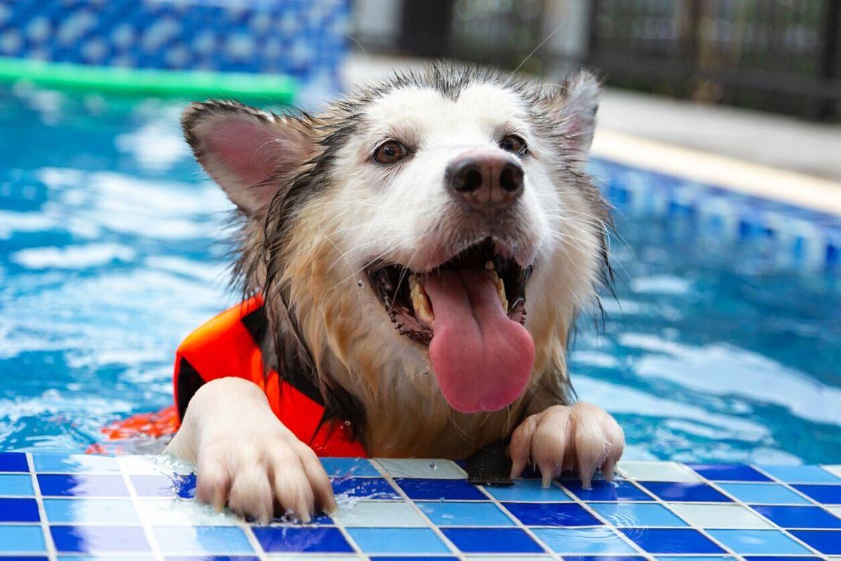 Can all dogs swim? How to tell if your pup is water-ready (image)