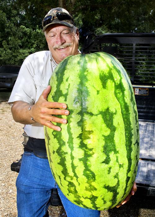 It Just Kept Growing Watermelon Tips 130 Pounds By Accident