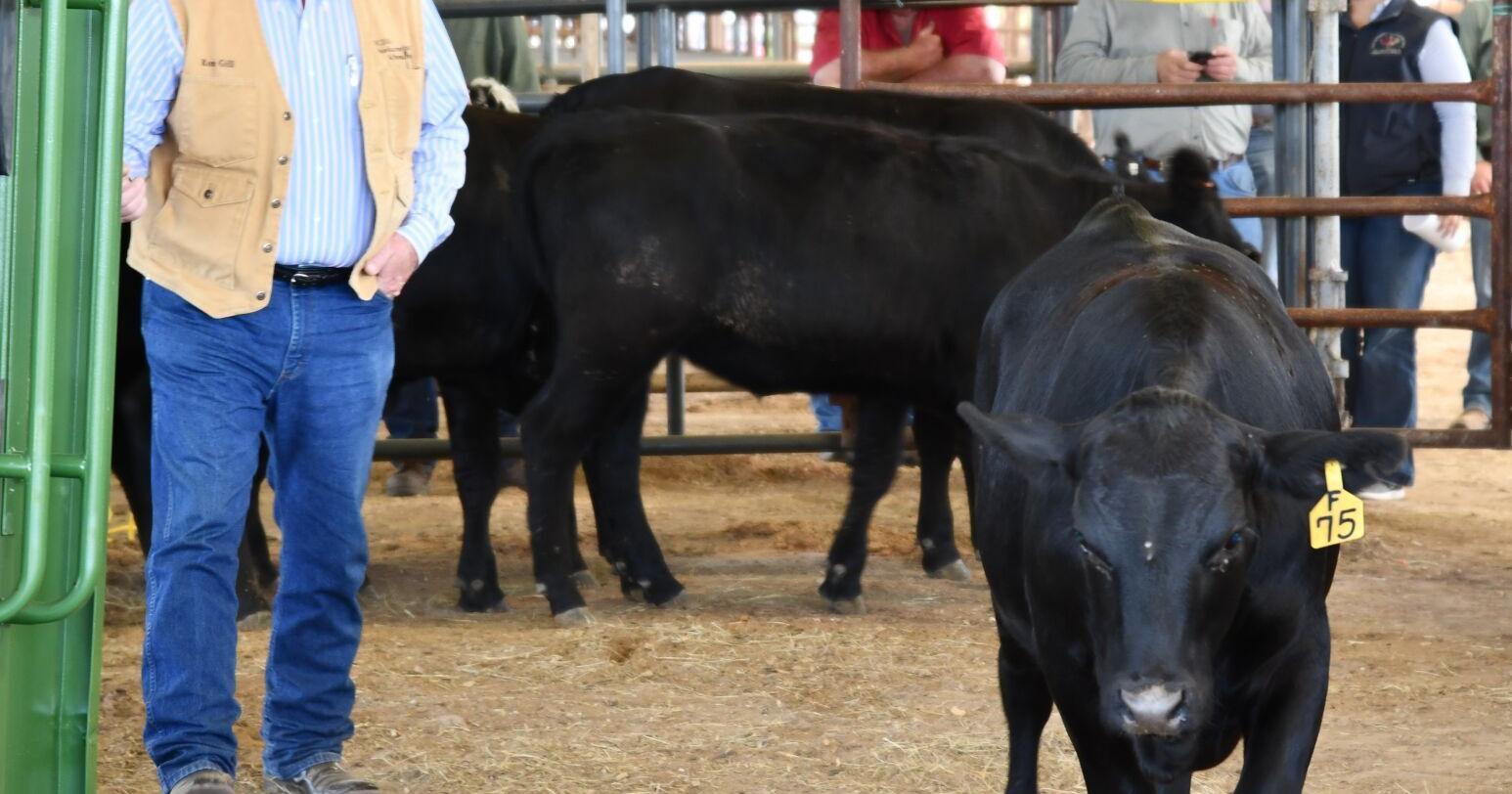 A&M professors explain rise in prime, choice beef - Vimarsana News