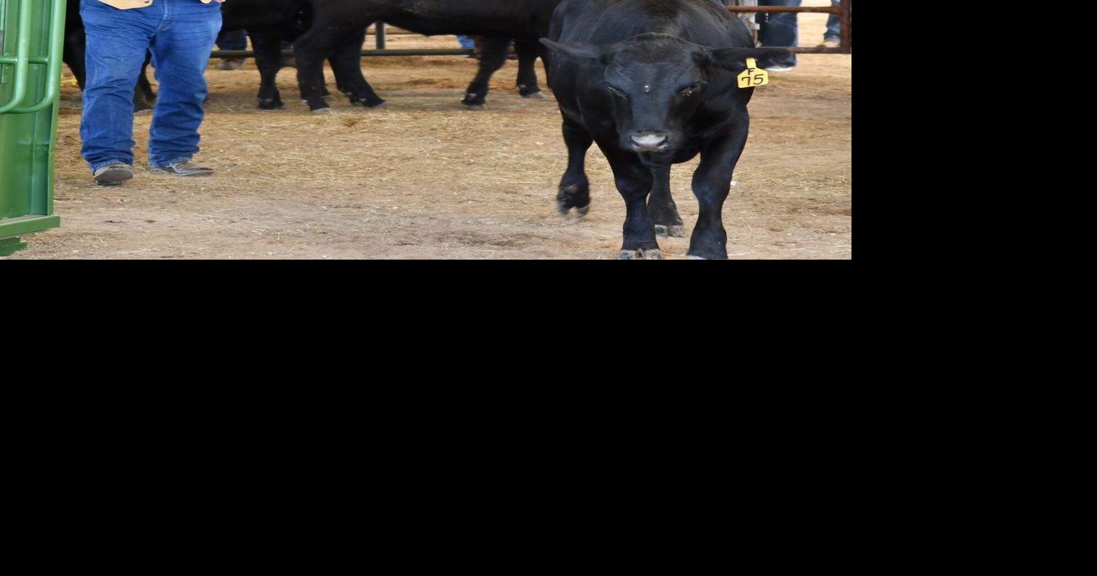 A&M professors explain rise in prime, choice beef
