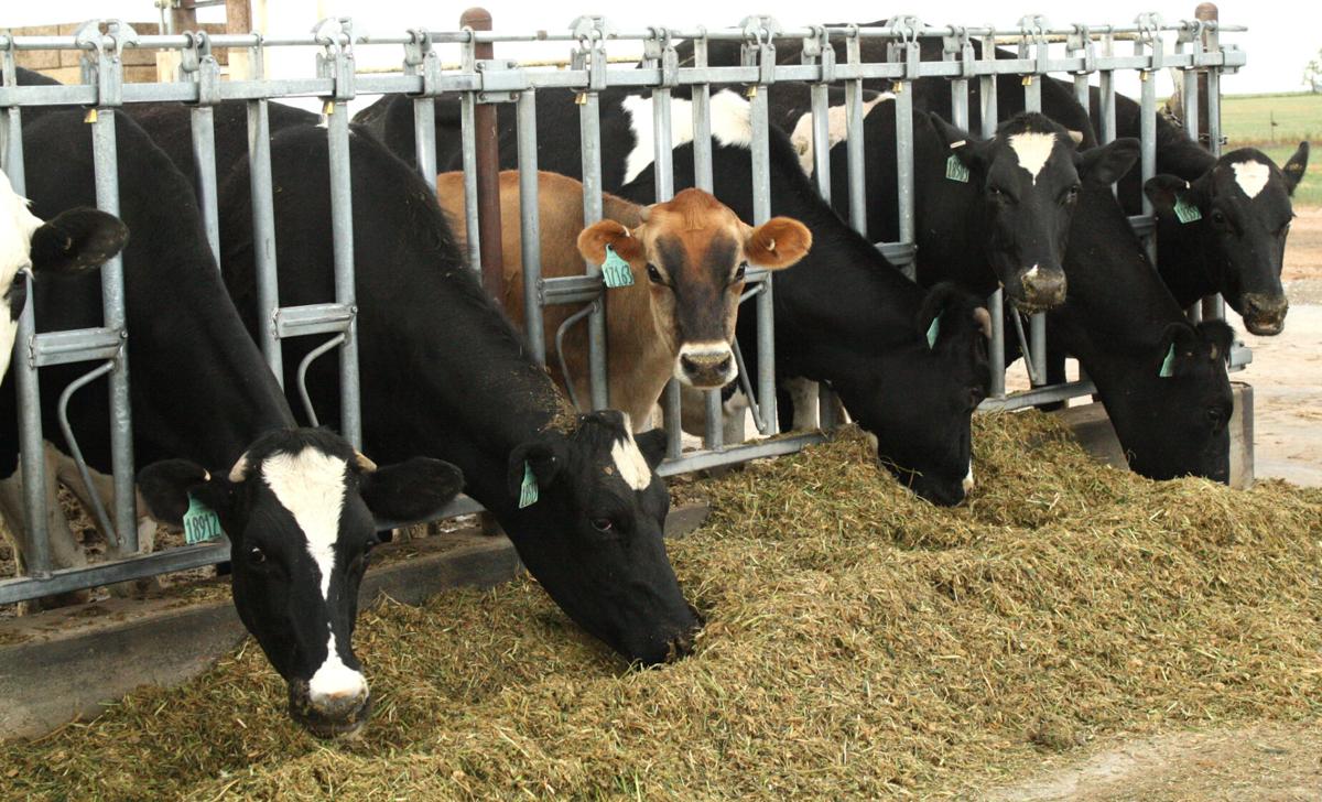 Dairy cattle